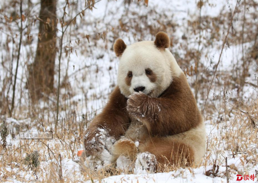 萌一脸!棕色大熊猫七仔变身"雪花熊"