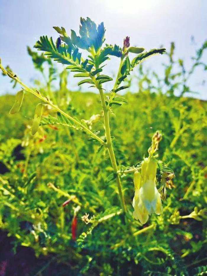 子洲黄芪花.沈远一家一路追花采蜜的部分蜜源.