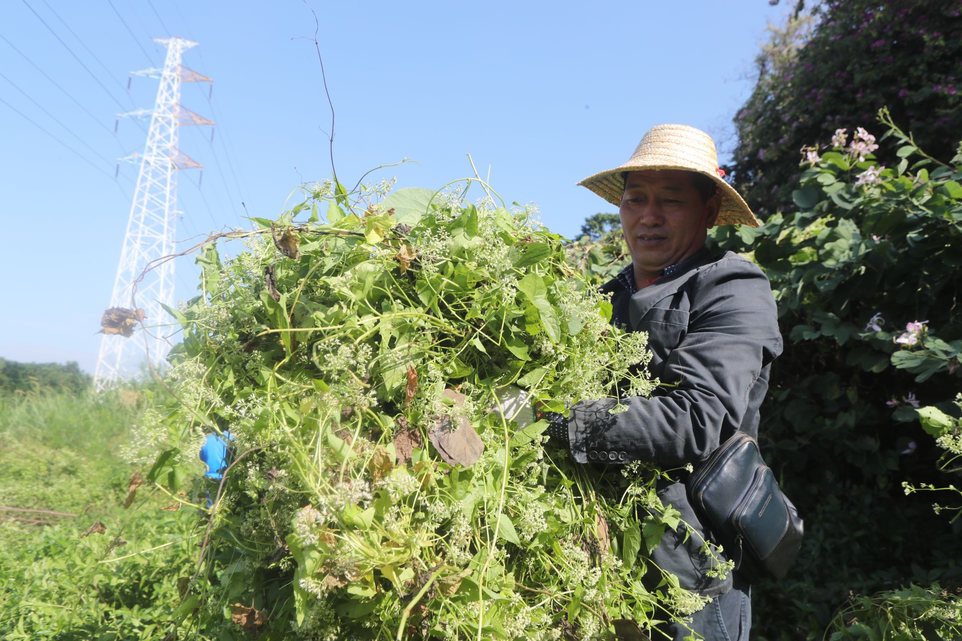 清除植物杀手深圳市开展薇甘菊清理行动