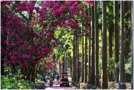 深圳最美踏青赏花点:扫扫"识花君",花草全知道