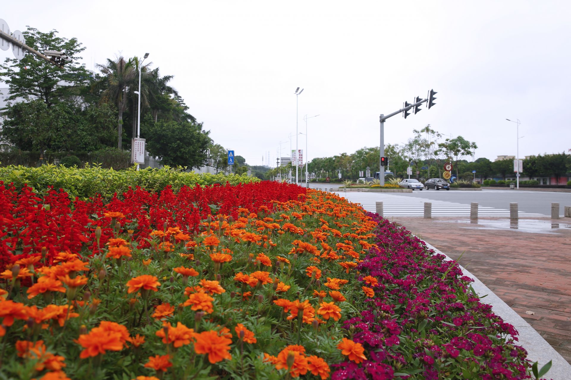 东莞茶山以"绣花"功夫"绣"出美丽花园