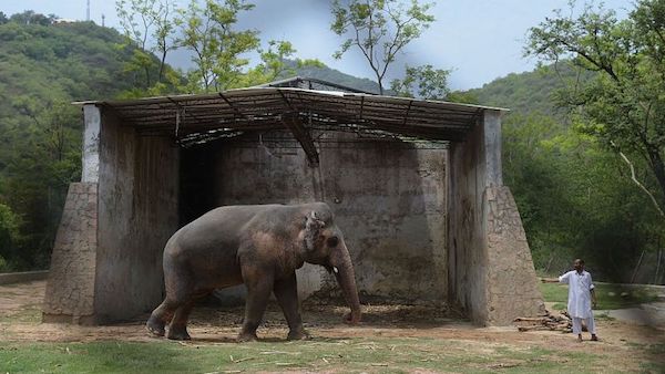 成功了解救全世界最孤独的大象
