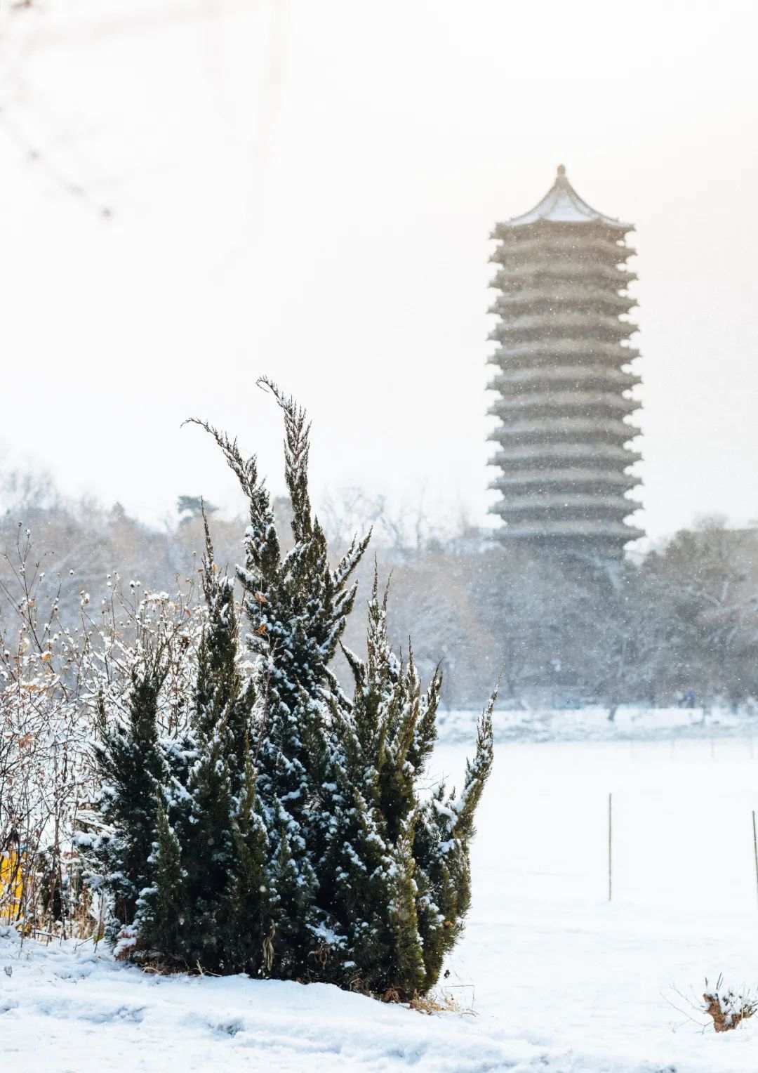 教育微霰零落,回雪萦尘 扑扑簌簌,联翩飞洒 雪入亭林,正是人间好风景