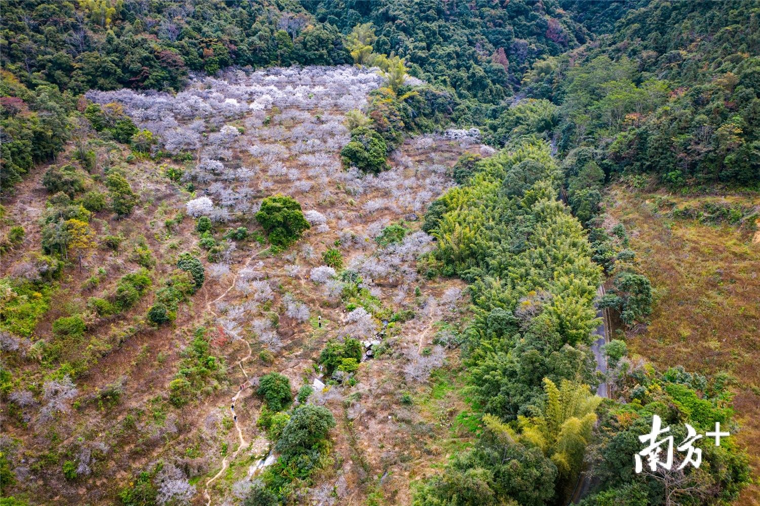 惠东梁化梅花烂漫时错过还有桃李杜鹃花