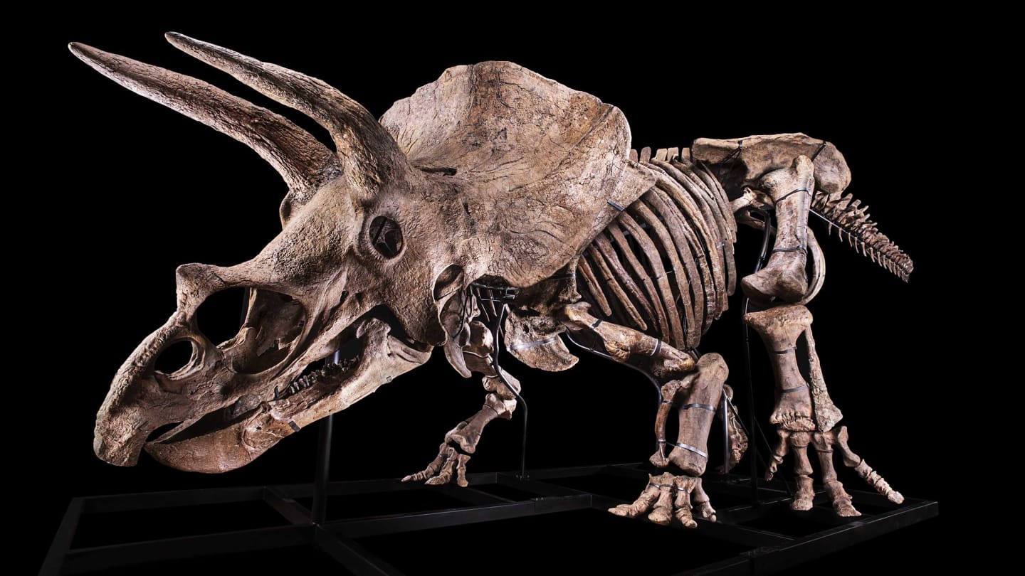 据拍卖公司介绍,该化石是迄今为止世界上发现的最大三角龙标本,预计