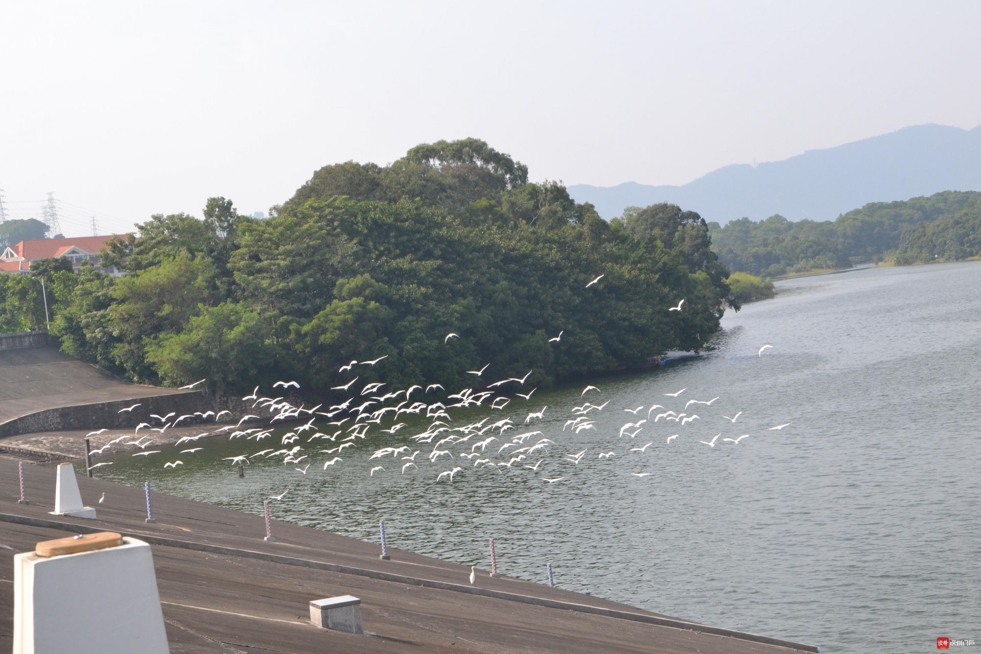 深圳铁岗水库水清岸绿候鸟来栖