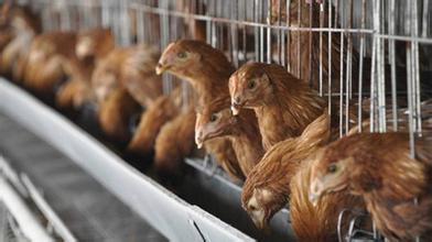 防控禽流感 | 深圳活禽市场休市3周