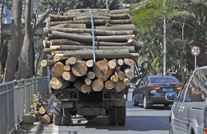 深圳大片绿树被砍 砍得市民心痛！