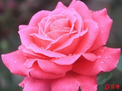 春节不容错过的三大花展，约不约？