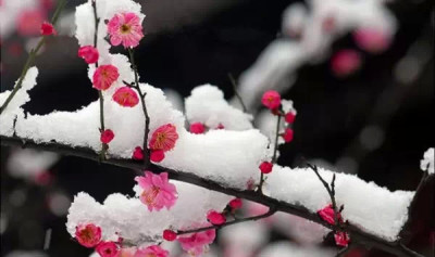 冬日深圳周边看浪漫的花海香雪 ！