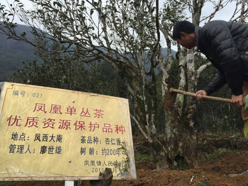潮州凤凰茶受茶虫肆虐 茶农束手无策 谁能支招？