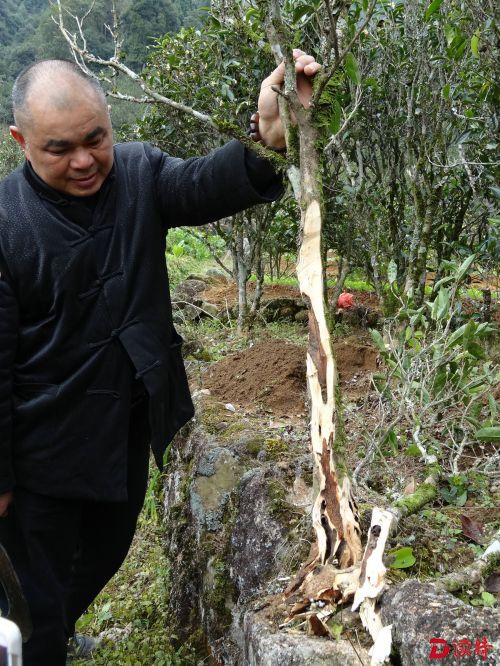 害虫蛀食茶树枝干内部留下的虫道