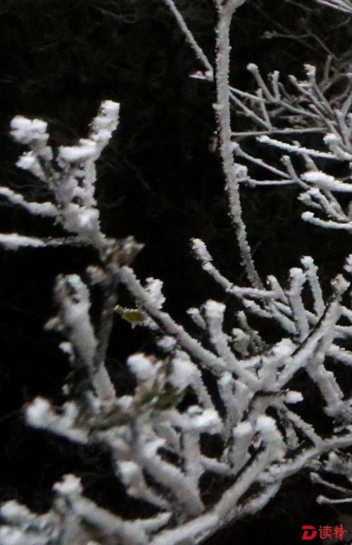 梧桐山霜雪