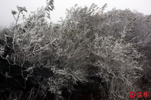 2016年深圳梧桐山下雪图片