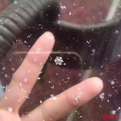 飘自广州空中的雪花儿。胡家玥 摄