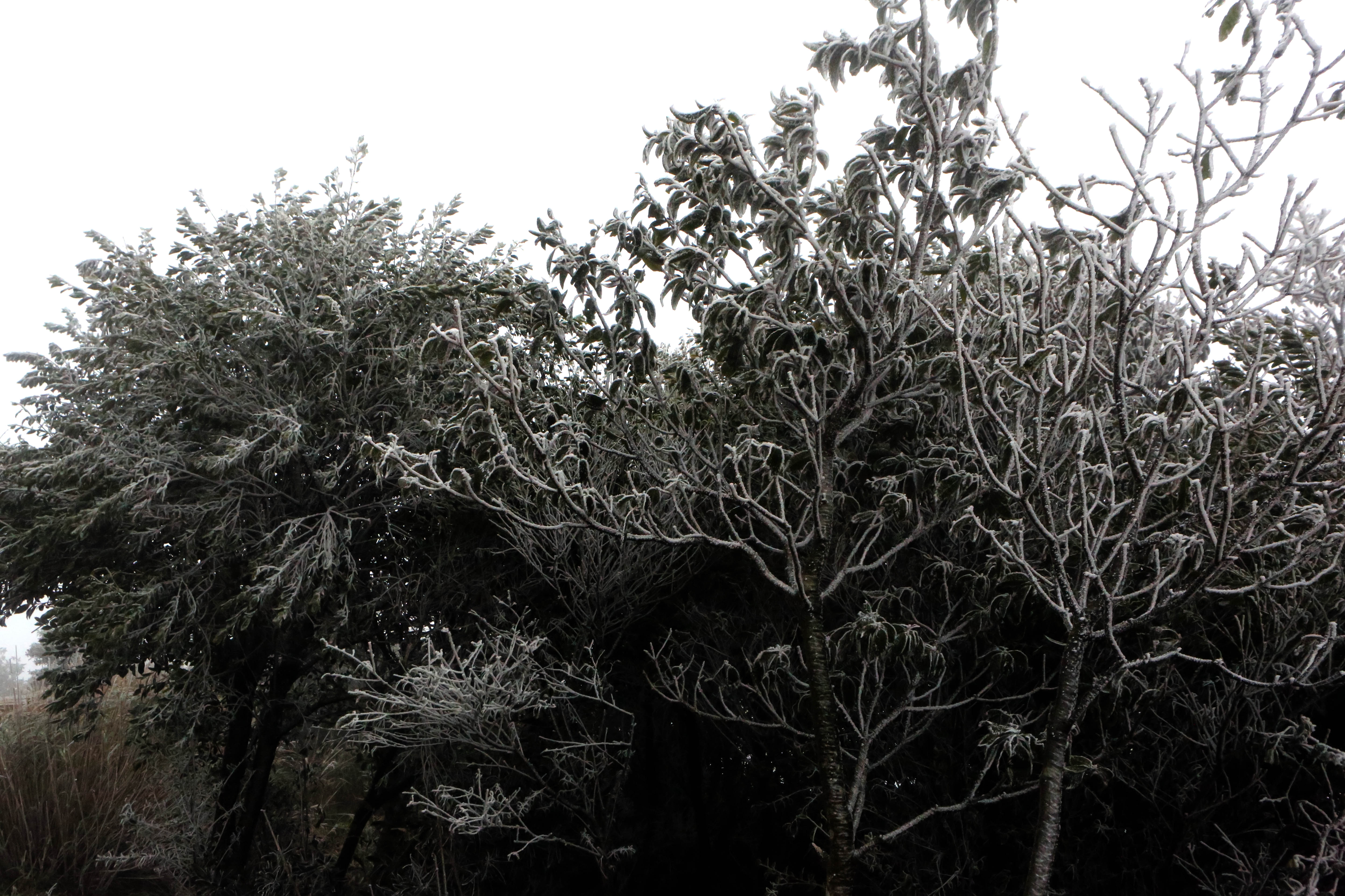 为了看“雪”，数万深圳人涌向梧桐山！要去也别开车