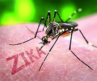 全球关注寨卡！中国南方需要警惕这种蚊子传播的病毒