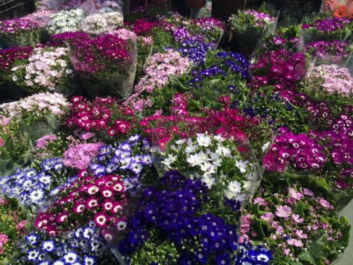 3月，去香港维园看花展