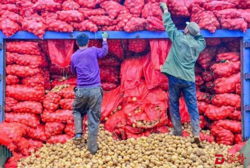 2020年三成土豆要变成主食 农业部着手产业化开发