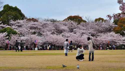 日本樱花2