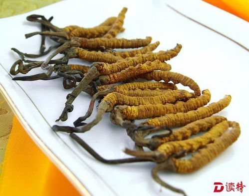 食药监总局叫停冬虫夏草用于保健食品试点 