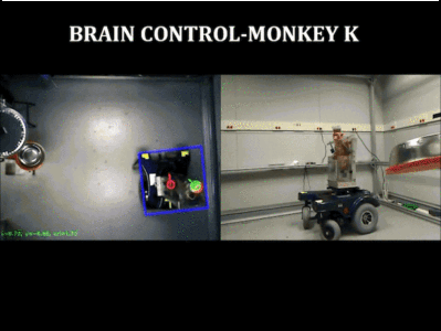 神奇！这只猴子可以凭意念操控轮椅！