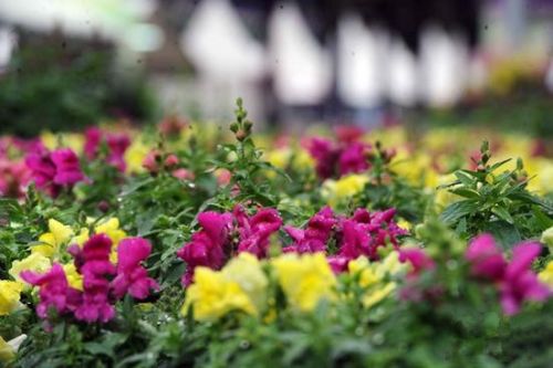 香港花展35万株花齐争艳 1.4万株郁金香铺正方形花海