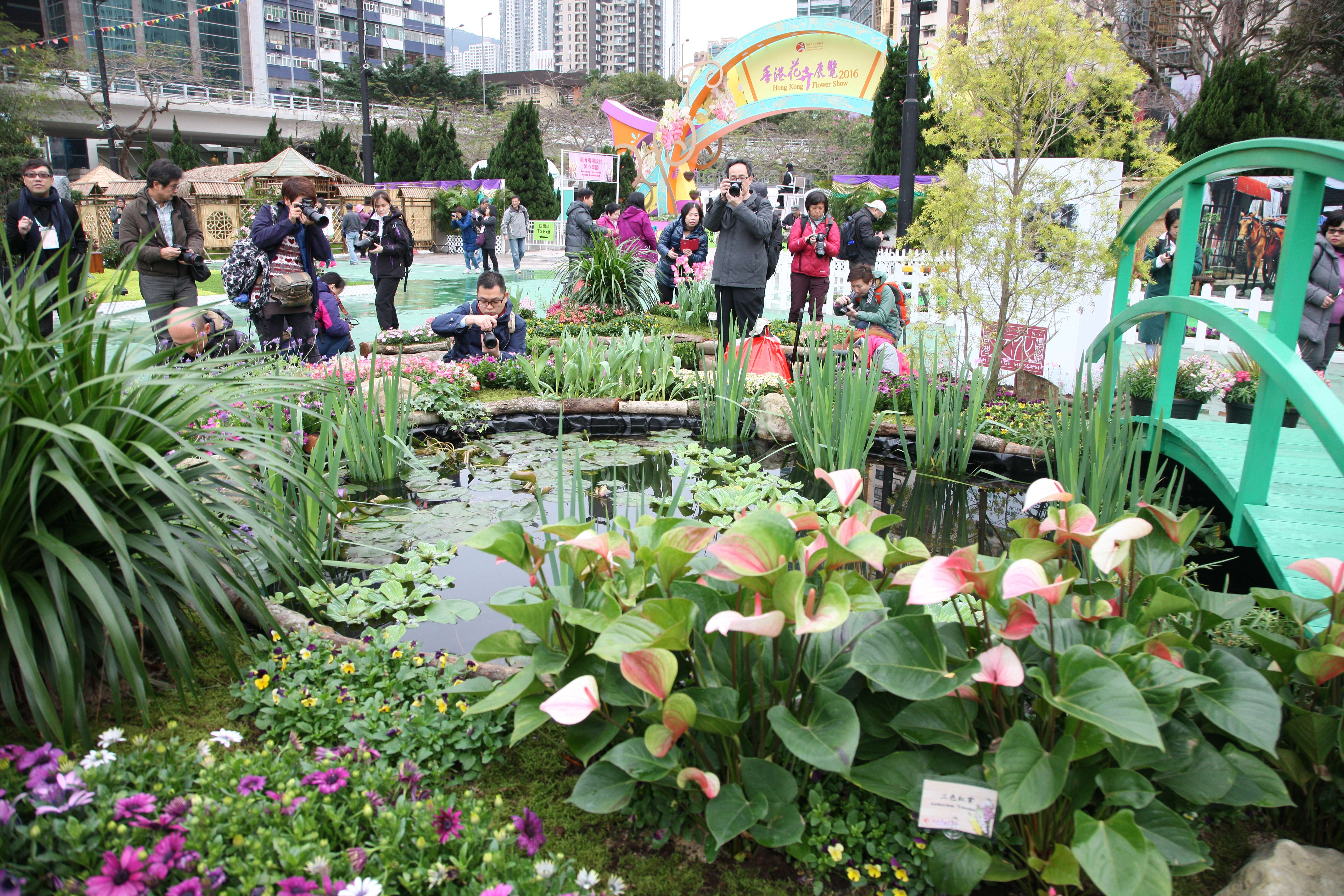 香港花卉展：35万株鲜花铺成花海洋