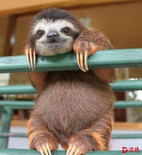 看有只树懒你在说我吗