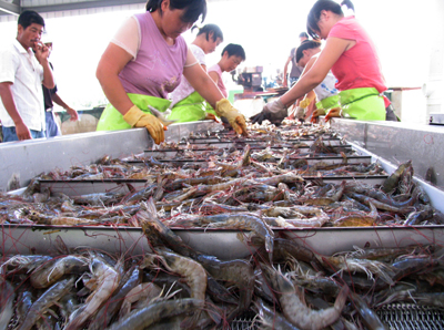 多吃瓜豆少吃虾！2月深圳食用农产品总体合格率96.9%
