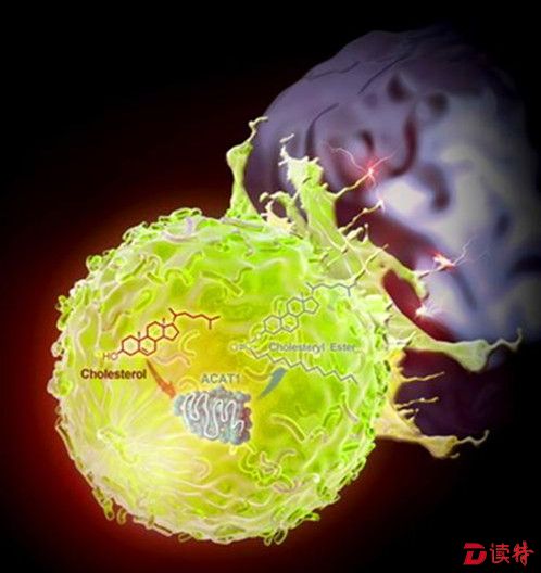 “肿瘤免疫治疗”有了新方法！中国科学家发现的！