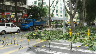 白天封路修剪树木为哪般？原是适时、防台风、促树木生长