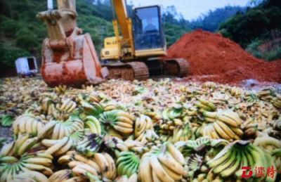 35吨菲律宾进口香蕉农残超标，销毁！