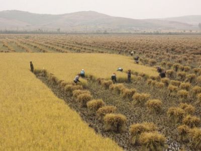 朝鲜开展全国范围节粮活动：“我们可能要再次吃草根”