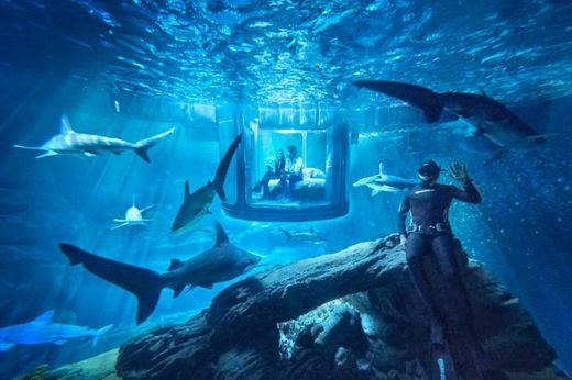水族馆里设客房，与鲨鱼共眠一晚是什么样的体验？