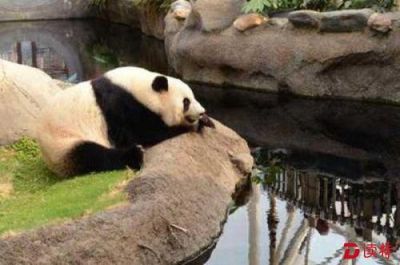 为了有个“熊猫二代”，香港海洋公园大熊猫馆暂时关闭啦