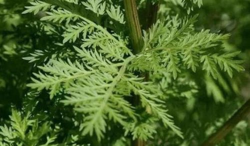 红斑狼疮或许有救了？屠呦呦研究团队双氢青蒿素进入临床试验