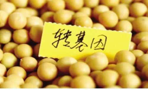 关于转基因，农业部今天上午透露了这些关键信息……