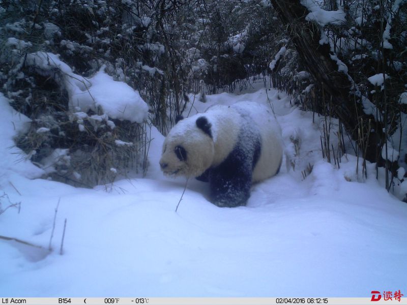 野生大熊猫罕见雪景照，红外相机终于拍到啦！