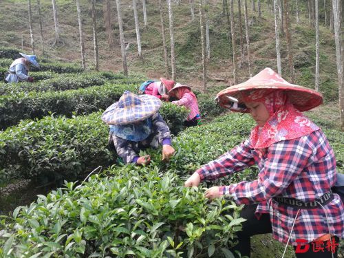 台湾行透透｜叹茶香莫忘采茶苦