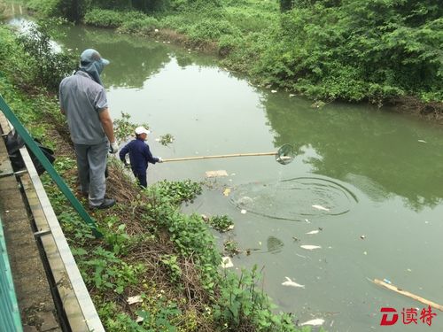 澳门鸭涌河突然漂出400多公斤死鱼……