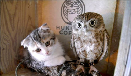 跨物种友谊:猫头鹰用母爱呵护小猫咪