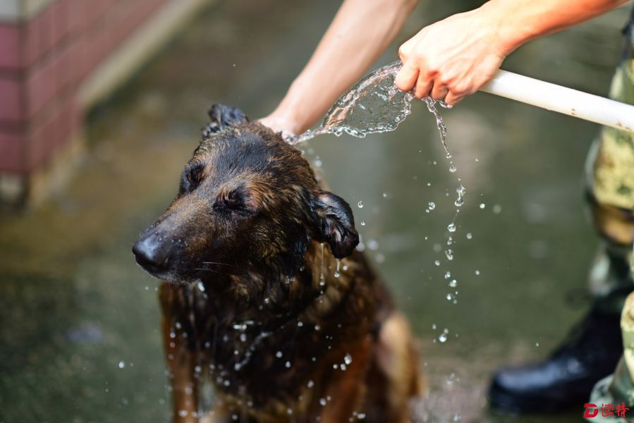 警犬春训：一天三次澡 “萌姿”惹人爱
