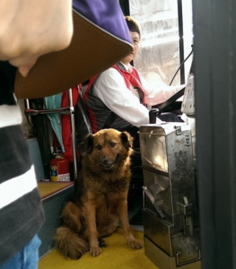 台新北市公交司机带流浪狗上班 一路向乘客道歉