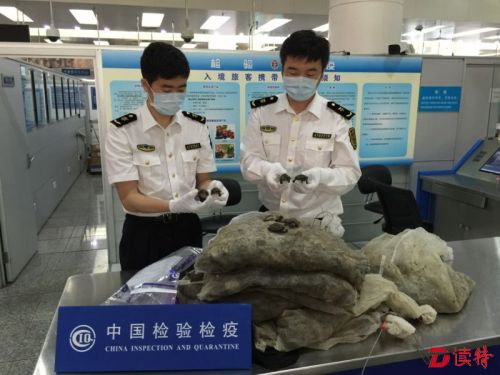 逾千只幼龟现身深圳福田口岸！依法截留并移交野生动物保护管...