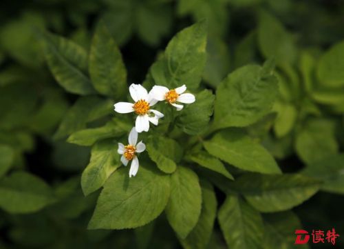 鬼针草