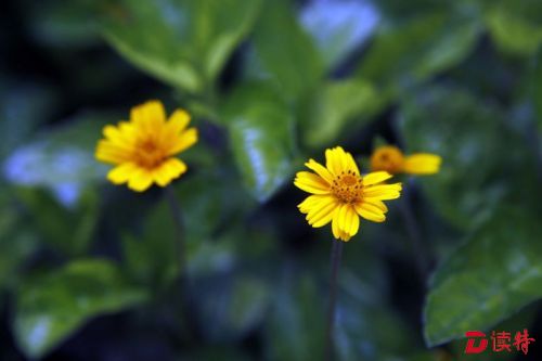 蟛蜞菊