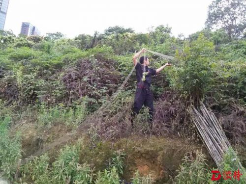 可恨，水库边架捕鸟网！ 全部拆除
