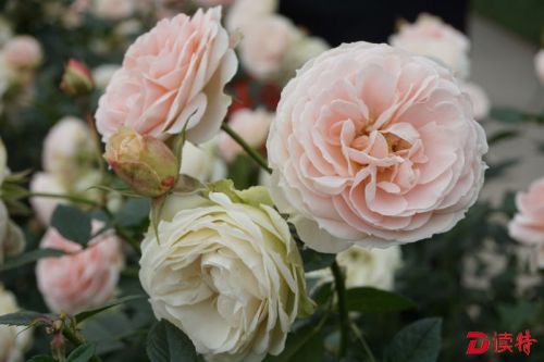 五一又添好去处：到公园赏花看画展