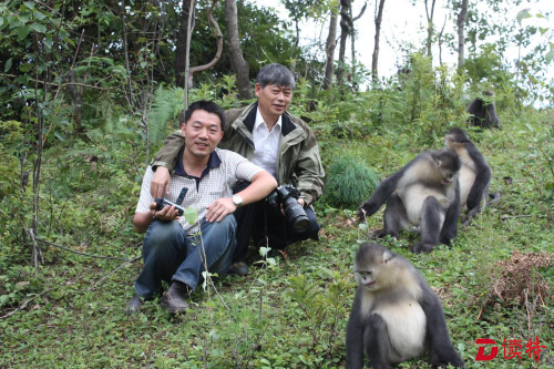 人物｜填错志愿当了“猴爸”，30年找到16群野生滇金丝猴
